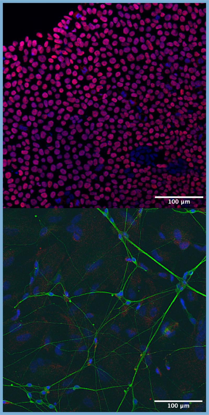 Wright Lab Neurogenomics Research